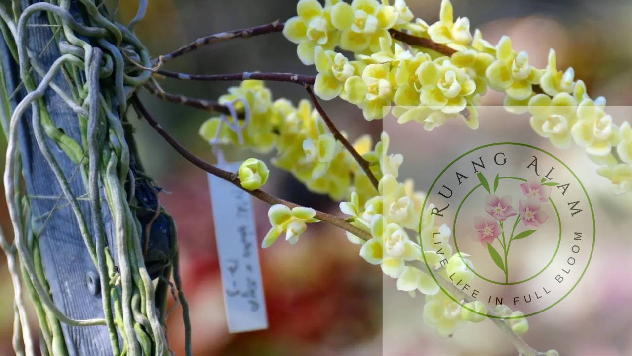 akar dendrobium sanagt penting