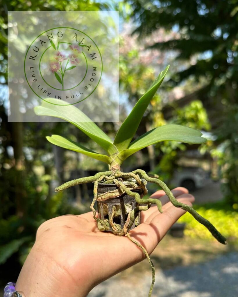 ciri akar dendrobium yang sehat