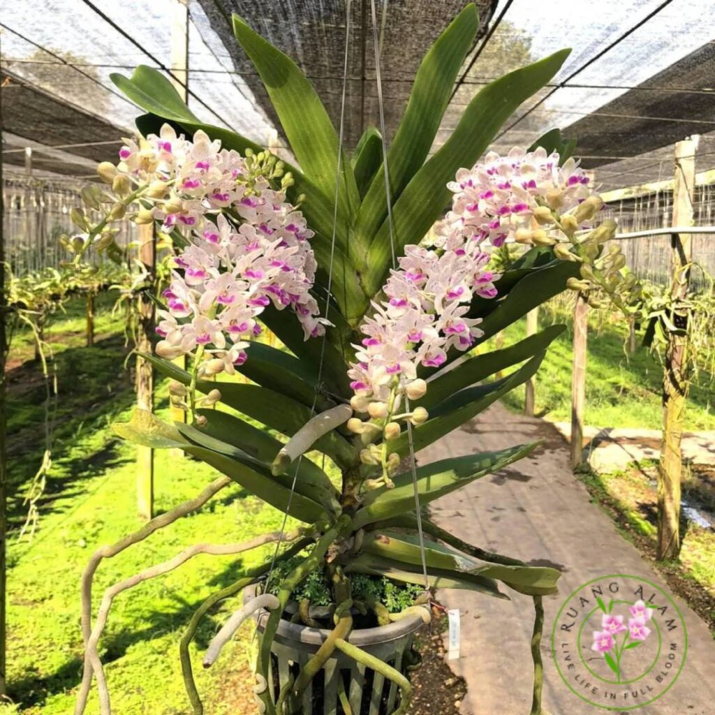 Jenis Pupuk Anggrek Dendrobium untuk Merangsang Bunga