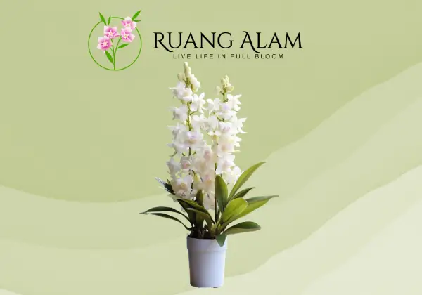 jual dendrobium tanaman hias