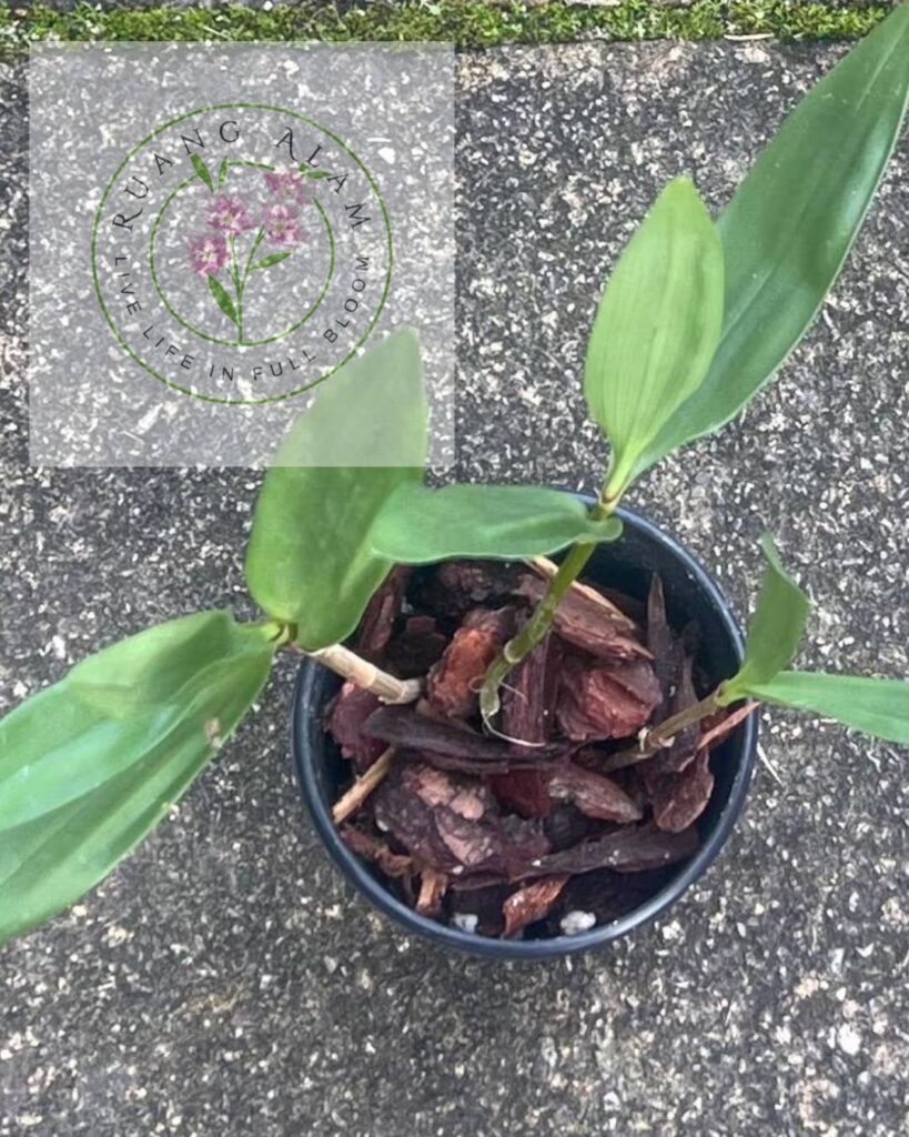 media tanam dendrobium