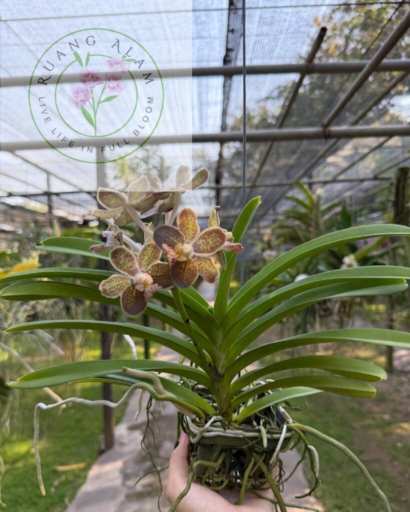 media tanam dendrobium untuk pemula