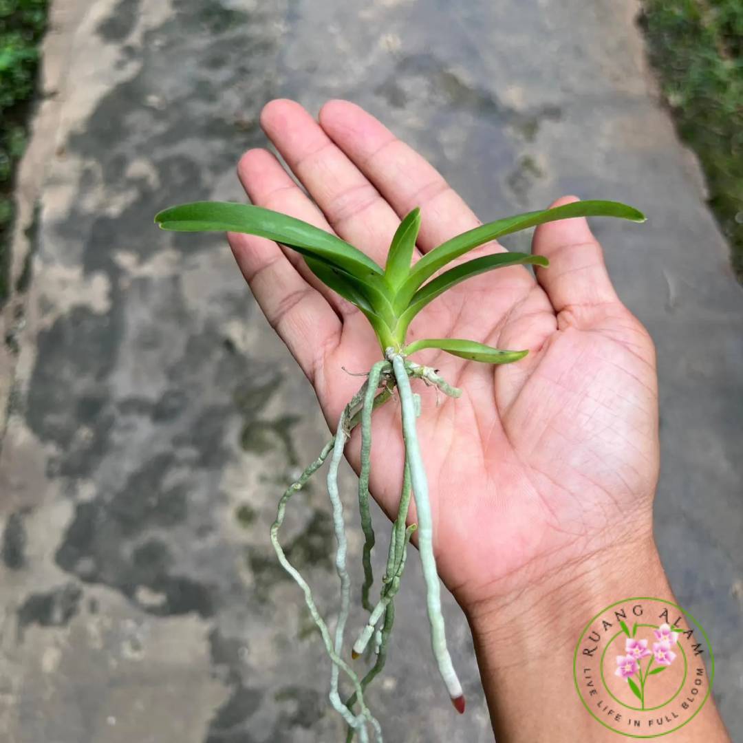 Penyebab Anggrek Dendrobium Tidak Mau Berbunga dan Cara Mengatasinya