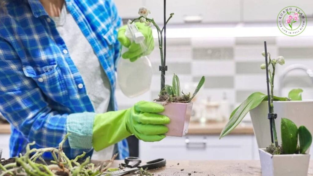 Panduan Menyiram Dendrobium Berdasarkan Karakter Media Tanam