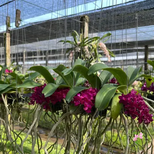 10 Jenis Anggrek Dendrobium yang Paling Rajin Berbunga Sepanjang Tahun