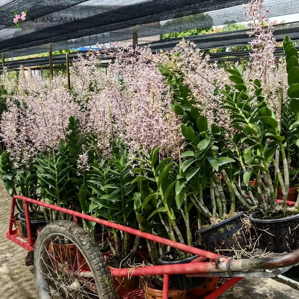 100 Nama Anggrek Dendrobium Populer di Indonesia Lengkap