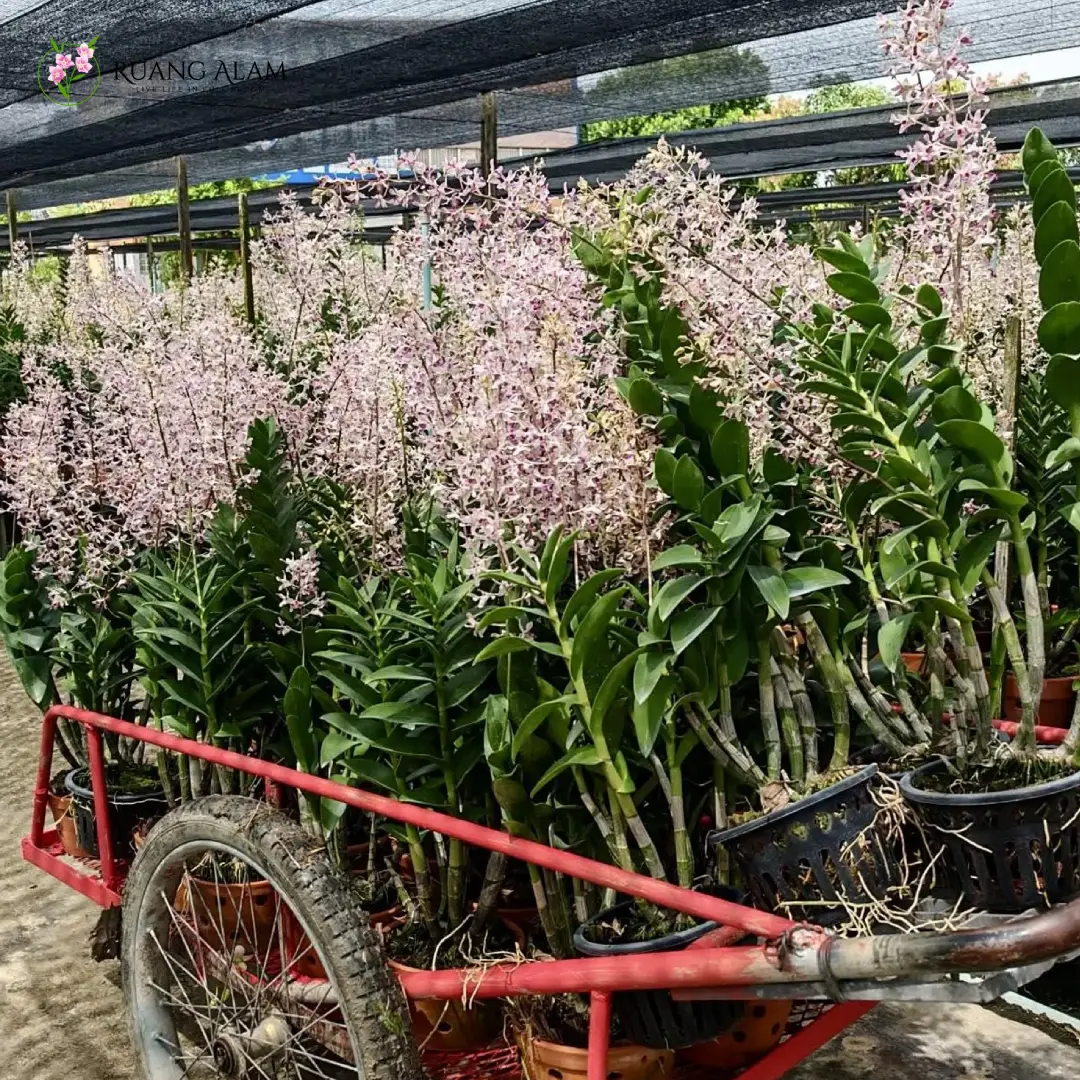 100 Nama Anggrek Dendrobium Populer di Indonesia Lengkap