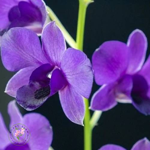 Anggrek dendrobium phalaenopsis warna ungu dengan bentuk bunga bulat seperti anggrek bulan