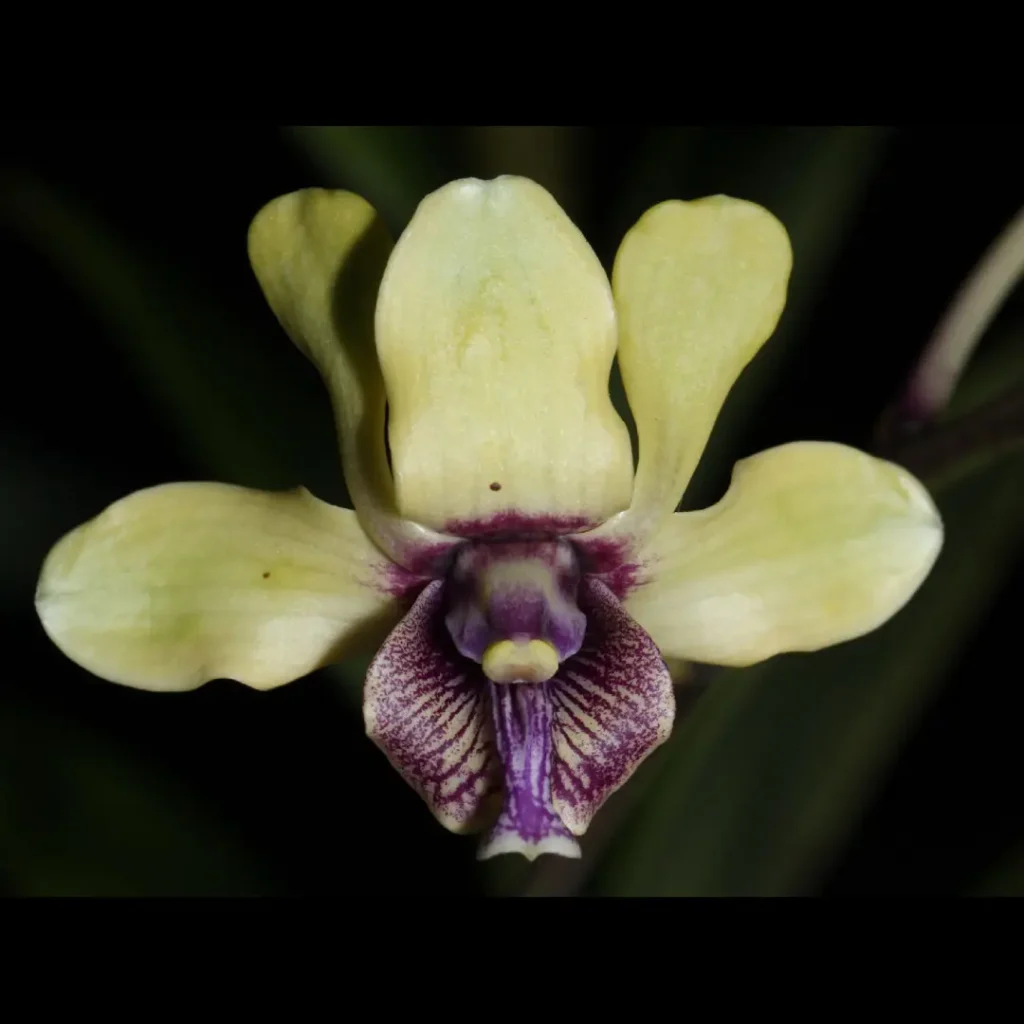 Dendrobium Langka Seharga Satu Motor