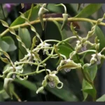 Dendrobium anggrek laxiflorum