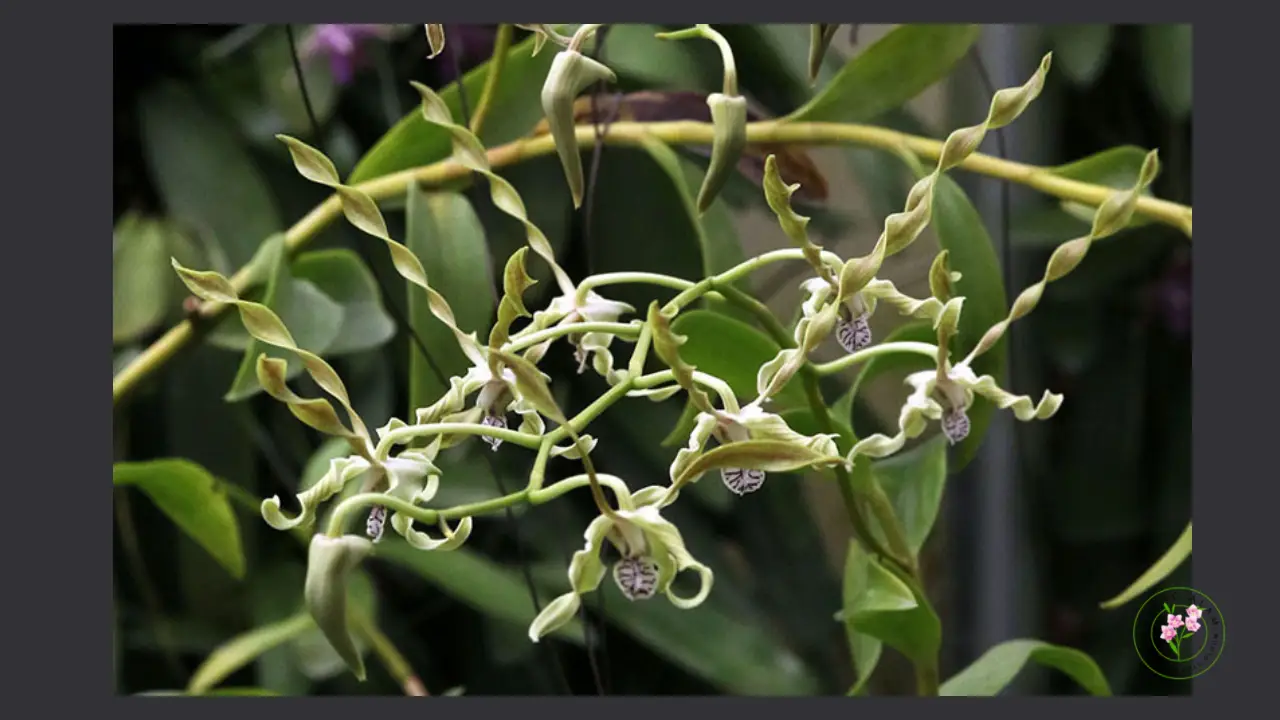 Dendrobium anggrek laxiflorum