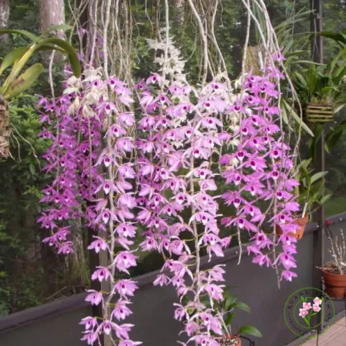 Dendrobium anosmum dengan batang panjang menggantung dan bunga warna pink keunguan beraroma vanilla