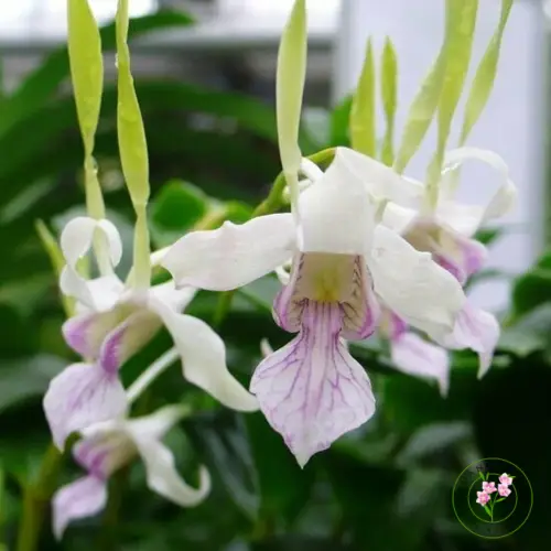 Dendrobium antennatum dengan kelopak samping sangat panjang seperti antena serangga, warna putih hijau