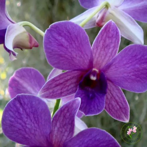 Dendrobium bigibbum dengan tandan bunga ungu lebat, batang ramping daun runcing