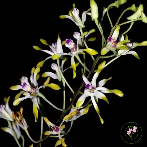 Dendrobium canaliculatum batang sangat ramping seperti pensil dengan bunga putih kecil beraroma