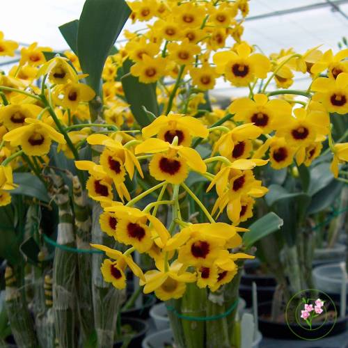 Dendrobium chrysotoxum dengan bunga kuning emas berbentuk kipas, batang gemuk berkerut