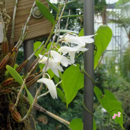 Dendrobium crumenatum bunga putih dengan bibir kuning, bentuk seperti burung merpati terbang