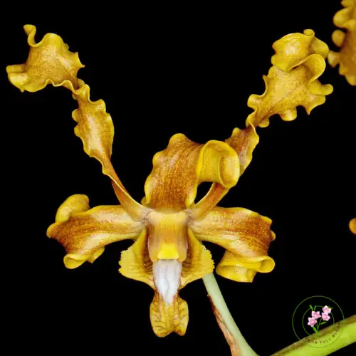 Dendrobium discolor bunga besar warna coklat kekuningan dengan kelopak bergelombang