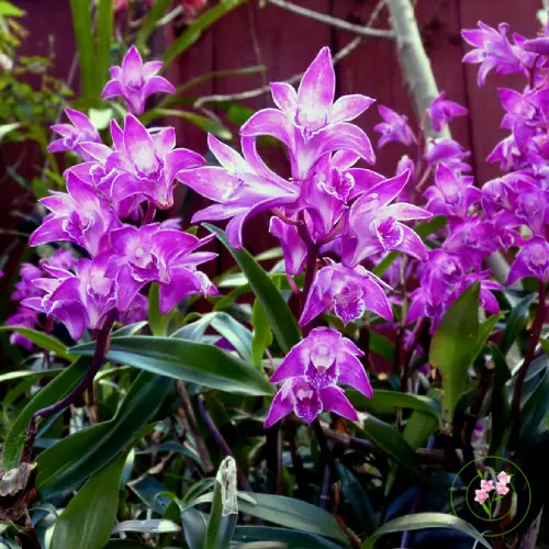 Dendrobium kingianum ukuran mini dengan batang gemuk pendek dan bunga kecil warna pink pucat
