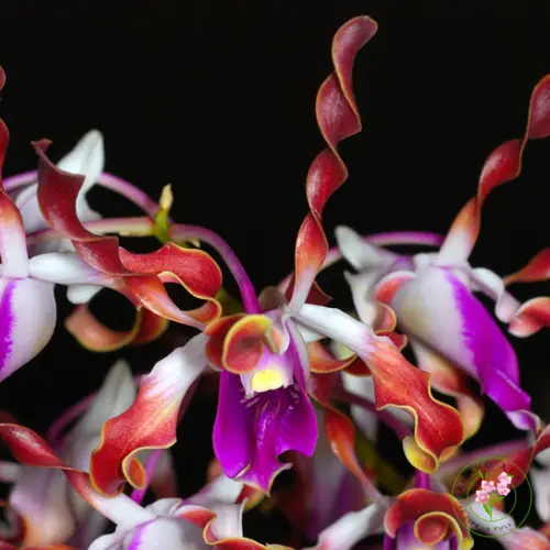 Dendrobium lasianthera bunga oranye cerah dengan bibir kuning, aroma stroberi