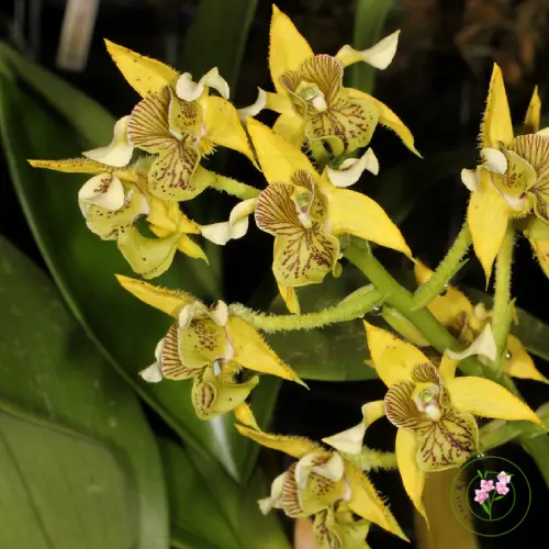 Dendrobium macrophyllum dengan daun sangat lebar dan bunga hijau kekuningan bergerombol