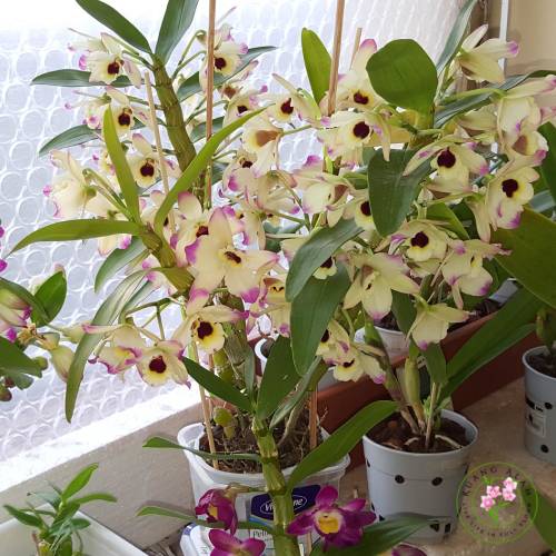 Dendrobium nobile berbunga lebat warna putih dengan bibir ungu, batang beruas jelas