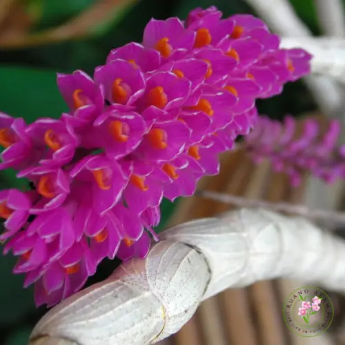 Dendrobium secundum dengan bunga kecil warna ungu tersusun rapat di satu sisi batang seperti sikat