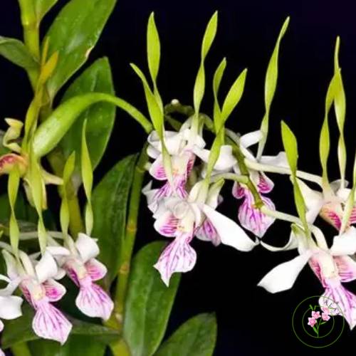 Dendrobium stratiotes dengan batang pipih seperti pedang dan bunga putih ungu kecil