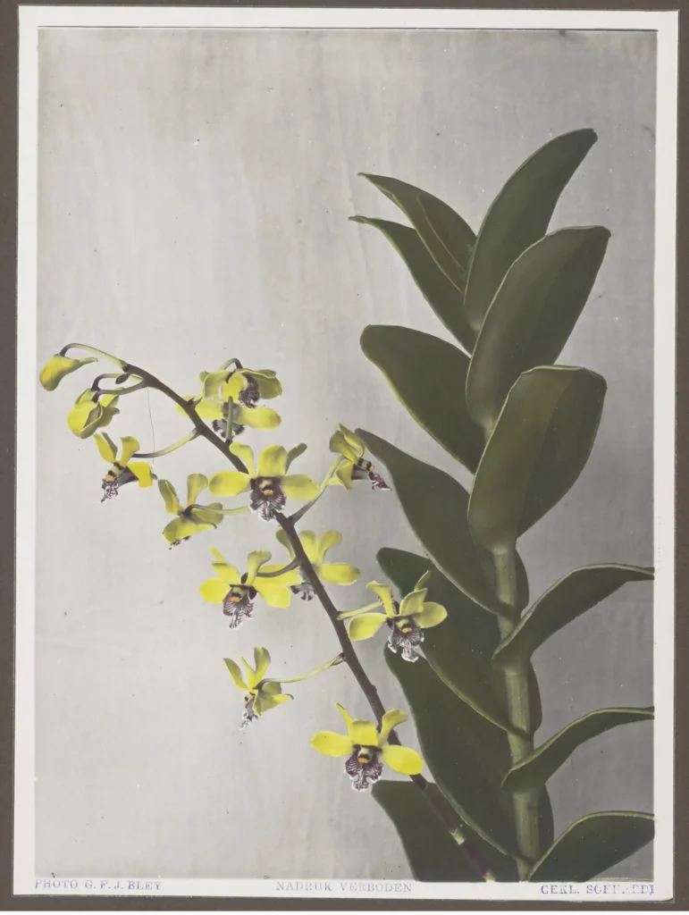 Dendrobium violaceoflavens