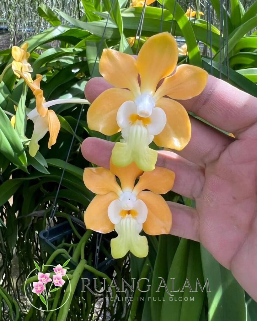 Jenis Anggrek Dendrobium Paling Populer di Indonesia