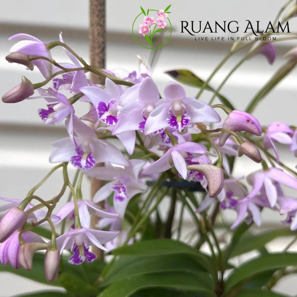 Jenis Anggrek Dendrobium yang Rajin Berbunga Sepanjang Tahun