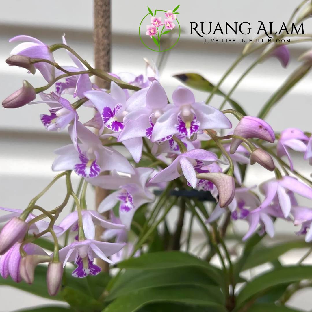 Jenis Anggrek Dendrobium yang Rajin Berbunga Sepanjang Tahun