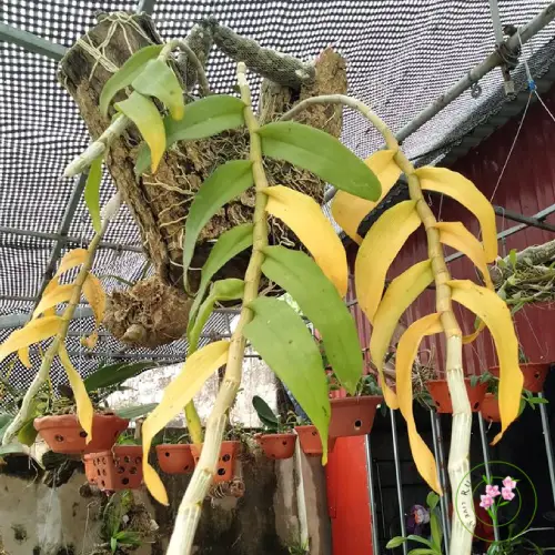 Mengatasi Masalah Daun Menguning pada Dendrobium Macaroni