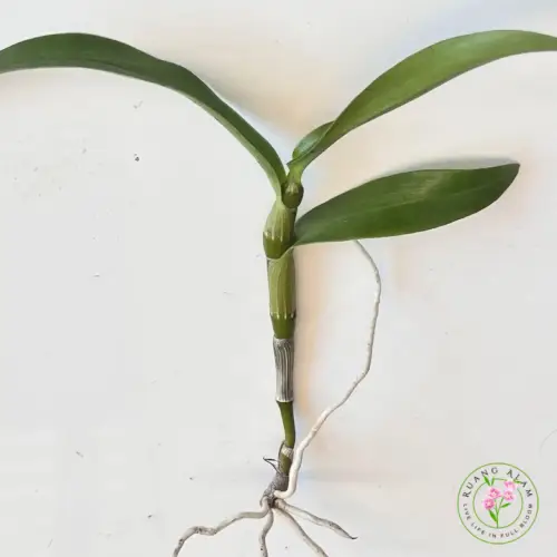 Mengenal Dendrobium Macaroni dan Cara Merawatnya untuk Pemula