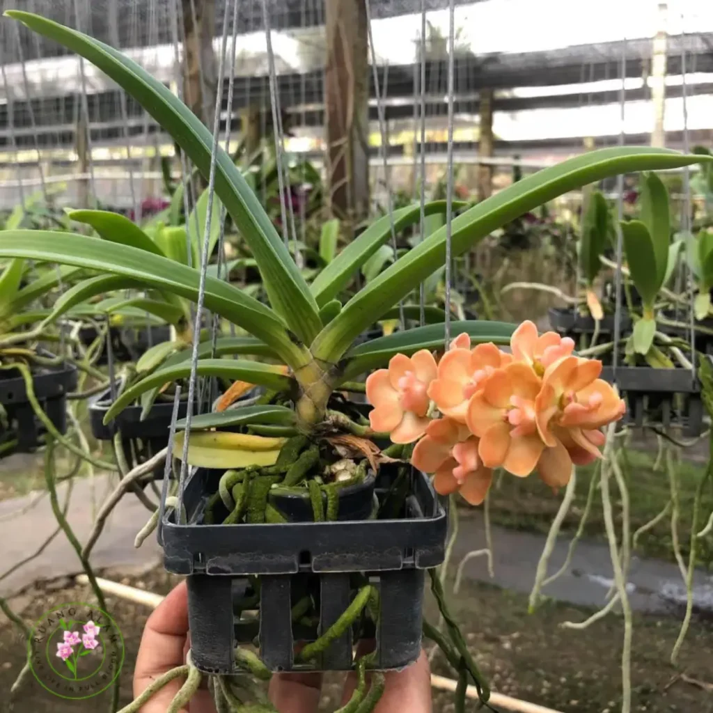 Dendrobium Bangkok Gold