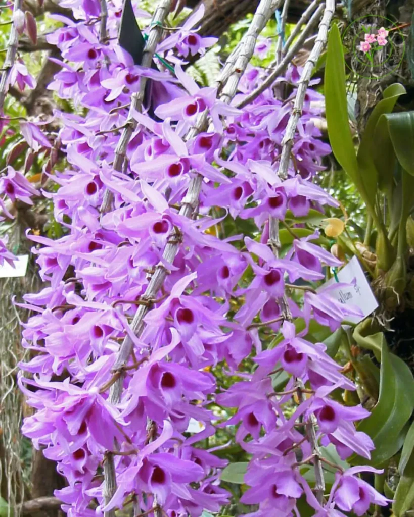 Rekomendasi 5 Jenis Dendrobium untuk Mempercantik Rumah Anda