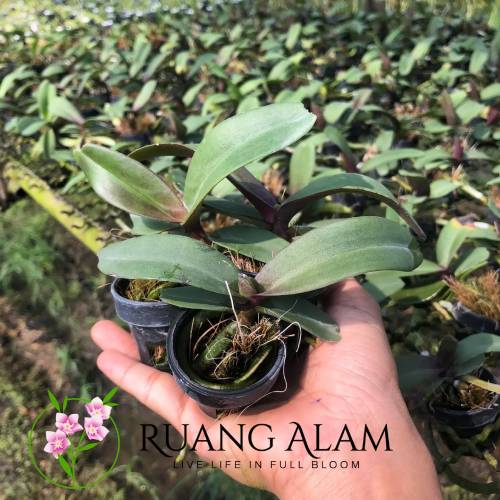 Ciri Bibit Dendrobium Sehat