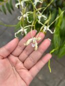 Dendrobium Laxiflorum x Antennatum