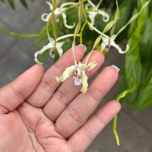 Dendrobium Laxiflorum x Antennatum