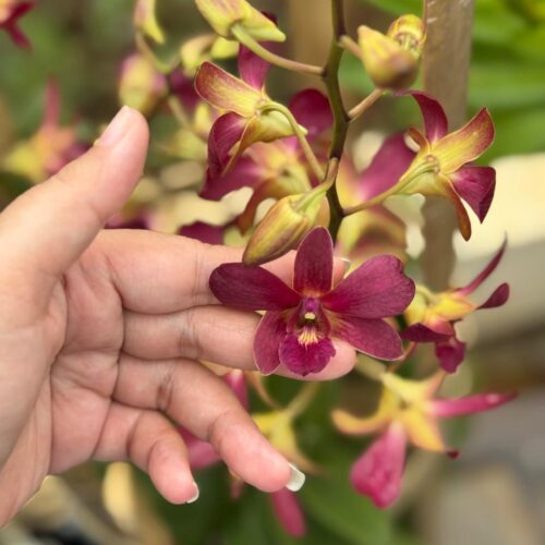 dendrobium BERTACHONG