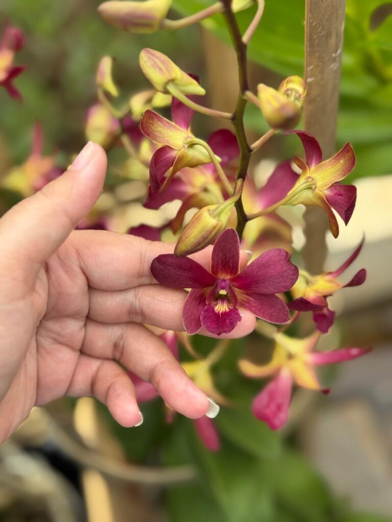 dendrobium BERTACHONG