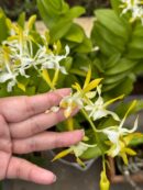 dendrobium Mong Rong