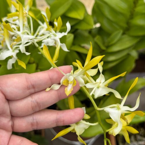 dendrobium Mong Rong