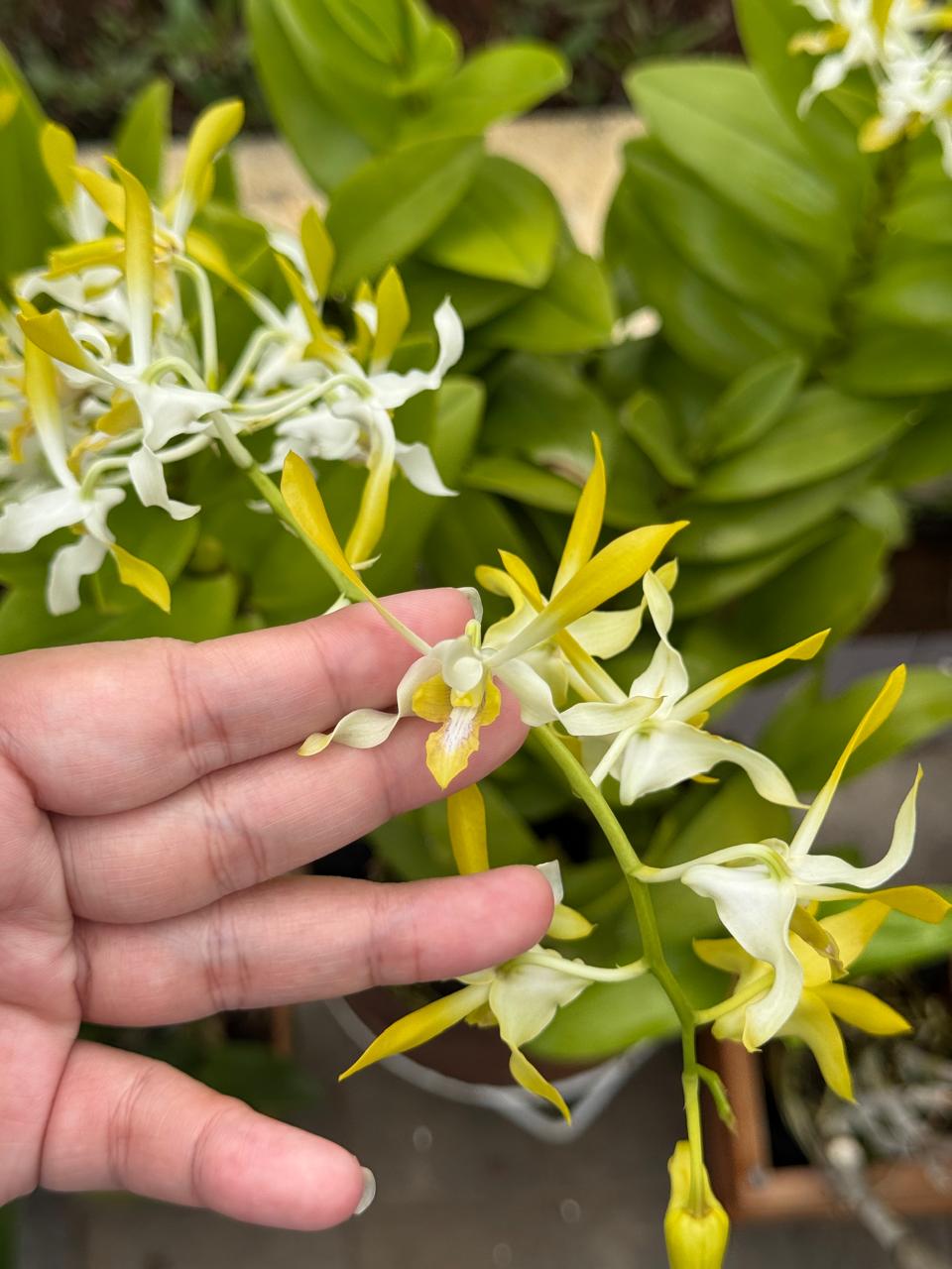 Dendrobium Mong Rong