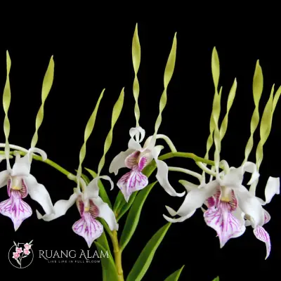 dendrobium-antennatum-asal-ciri-dan-cara-perawatan