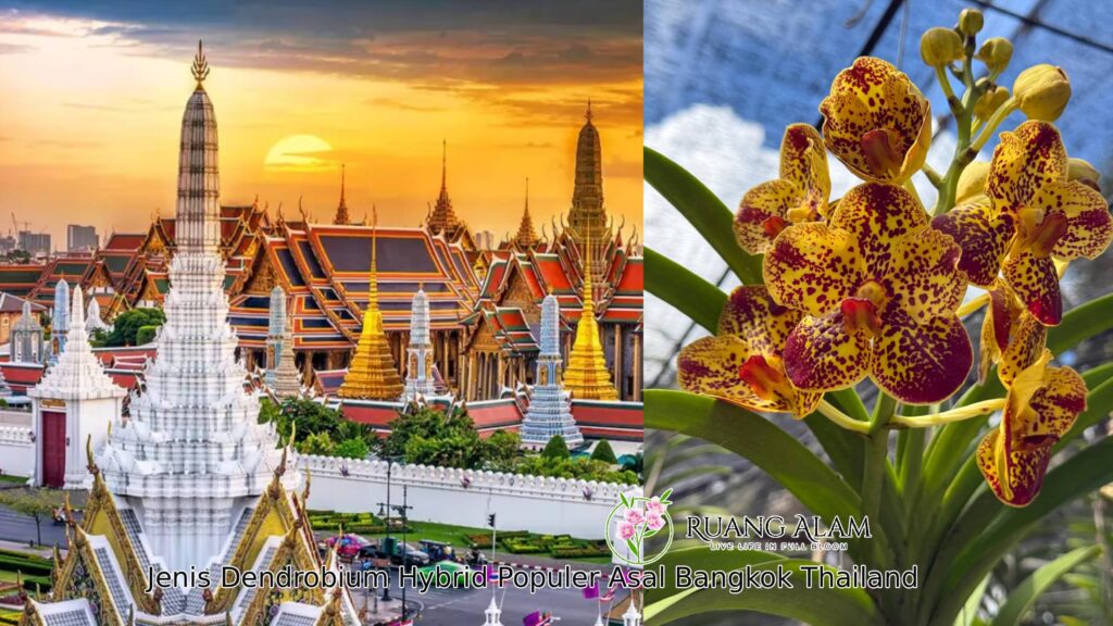 Jenis Dendrobium Hybrid Populer Asal Bangkok Thailand