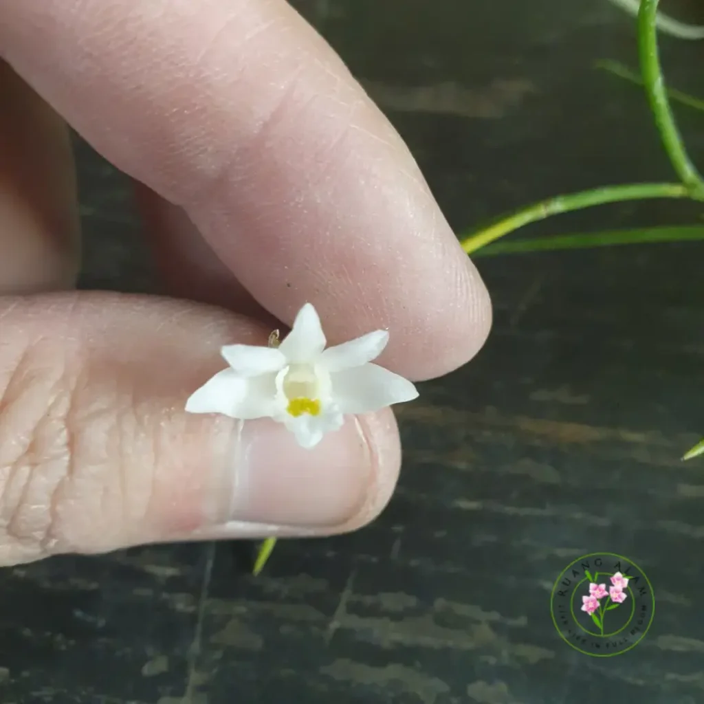 Jenis Dendrobium Mini