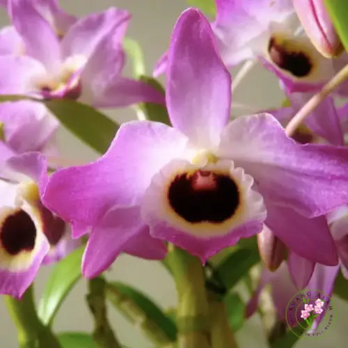 dendrobium nobile