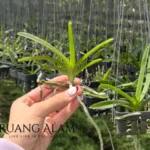 memperbanyak-tanaman-anggrek