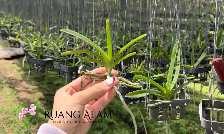 memperbanyak-tanaman-anggrek